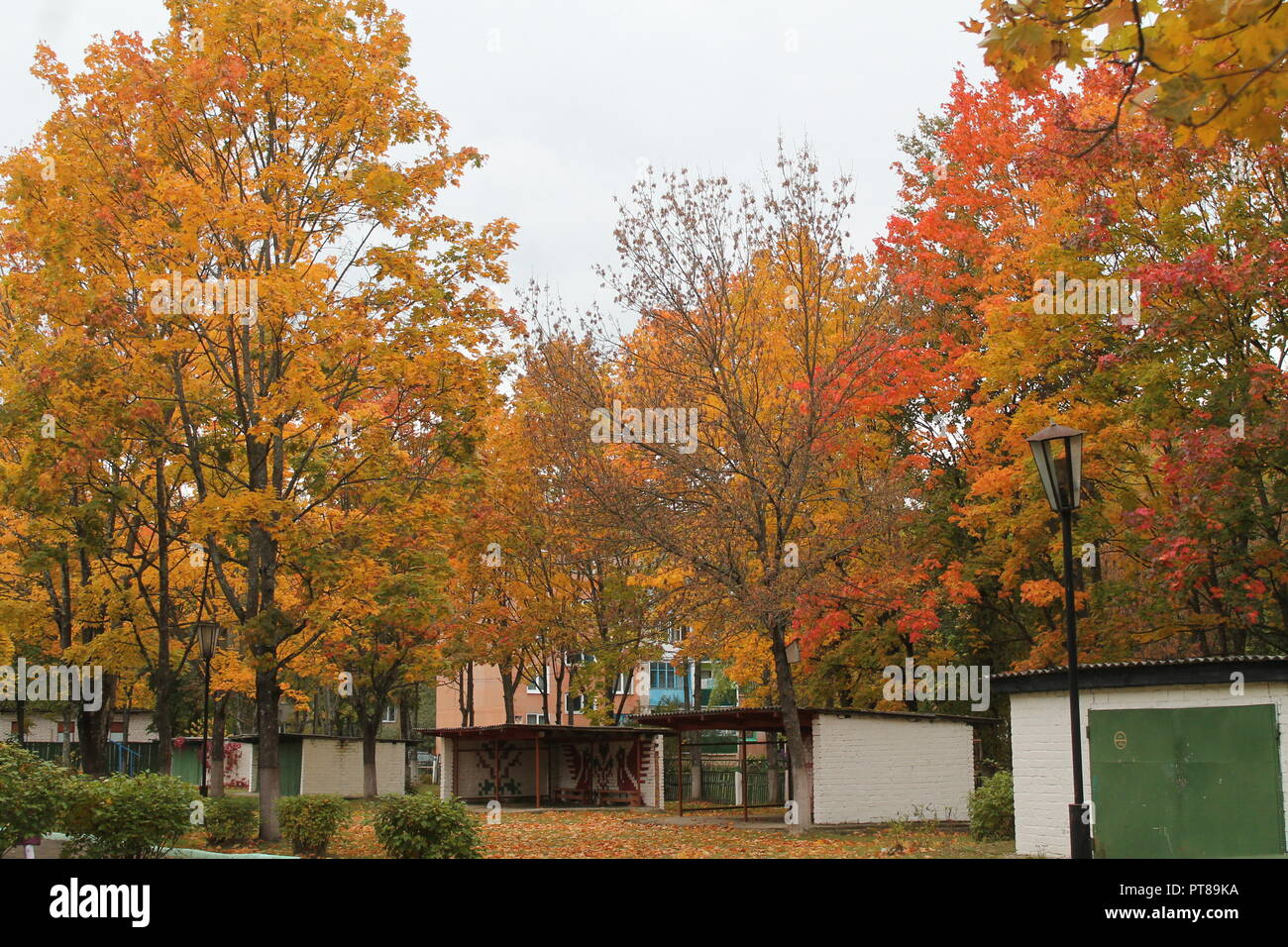 Sehr schönes, helles Gelb und Orange, Rot Laub auf Bäume im Stadtpark und Straßen Stockfoto