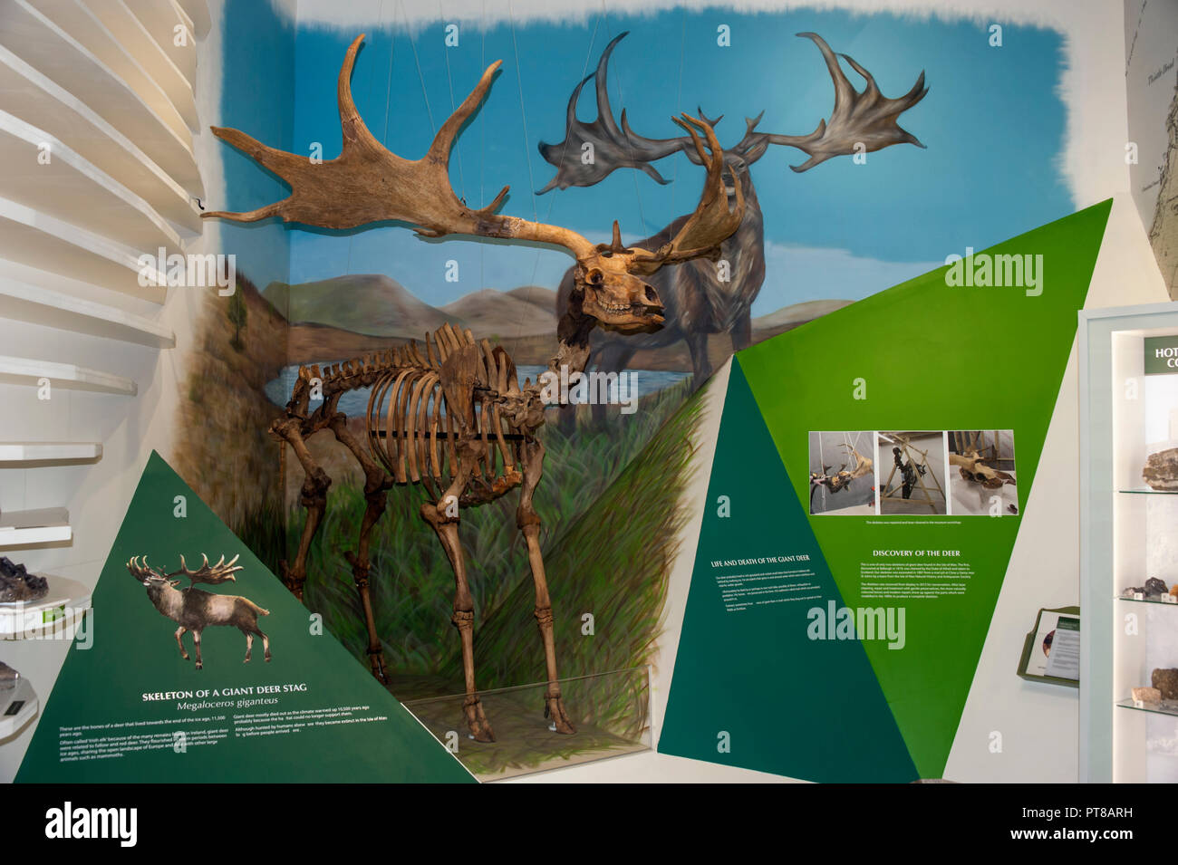 Große Hirsche Skelett aufweisen, Manx Museum, Douglas, Isle of Man Stockfoto