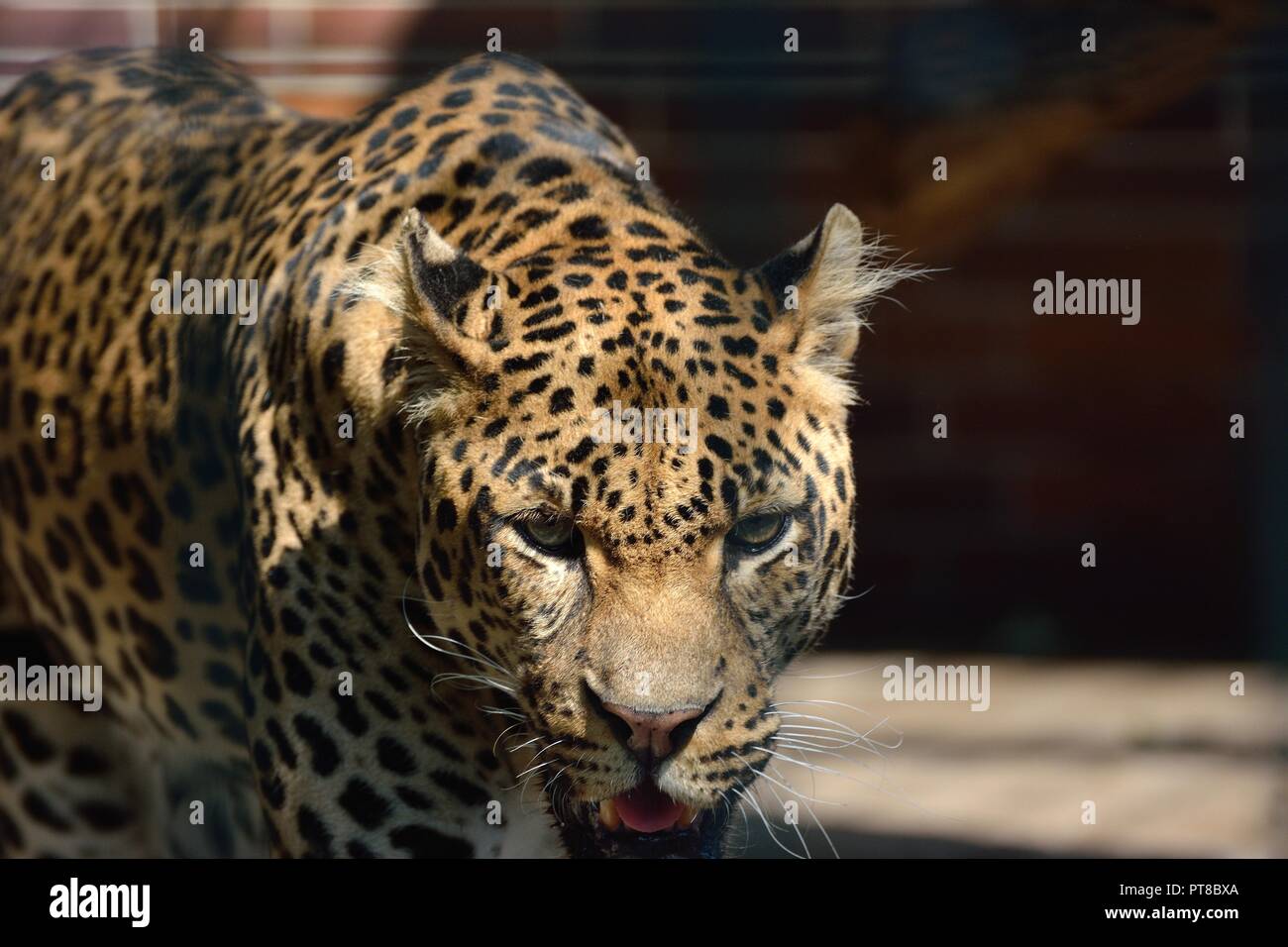 Jaguar starrte die Bete Stockfoto