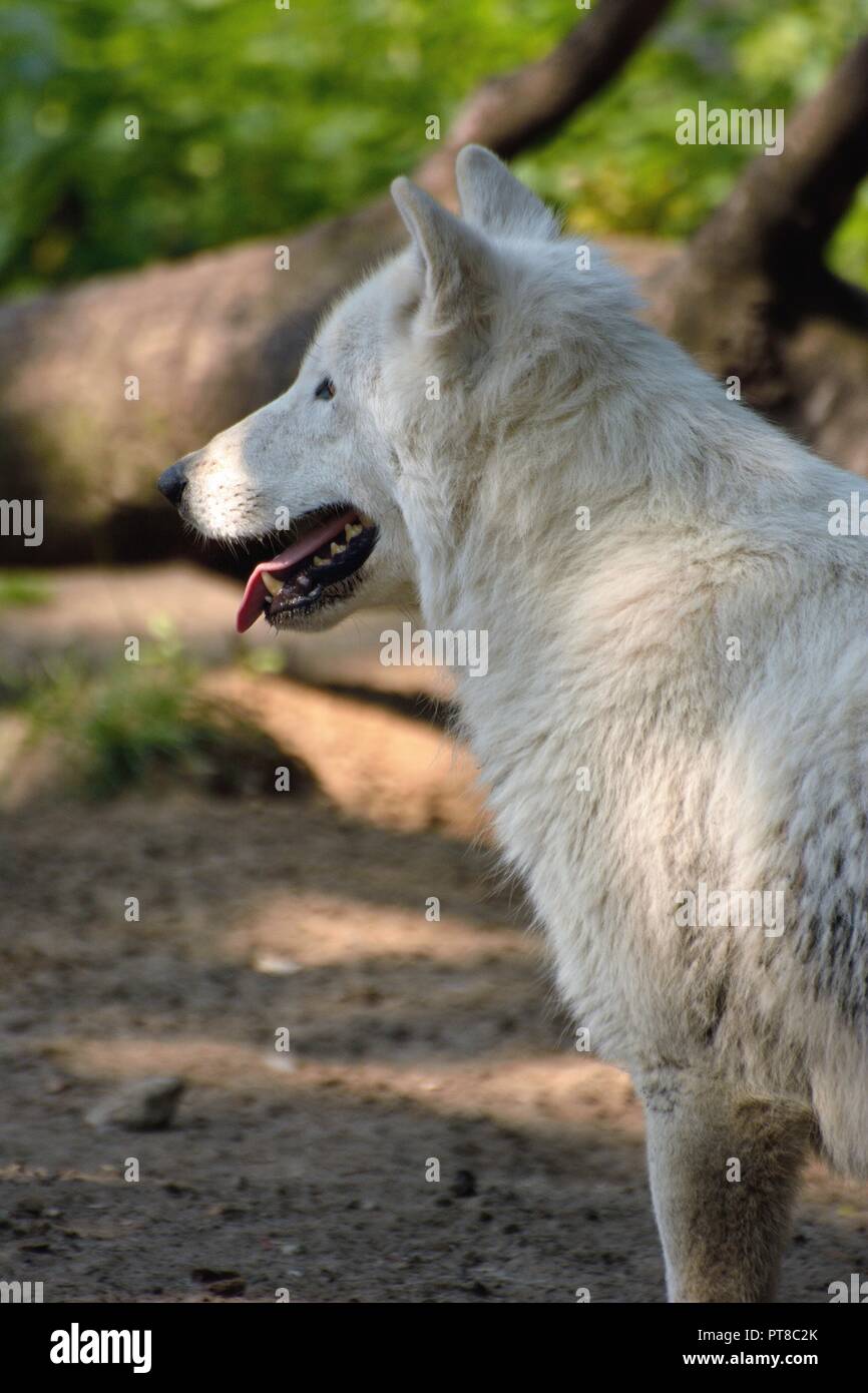 Arctic Wolf Stockfoto