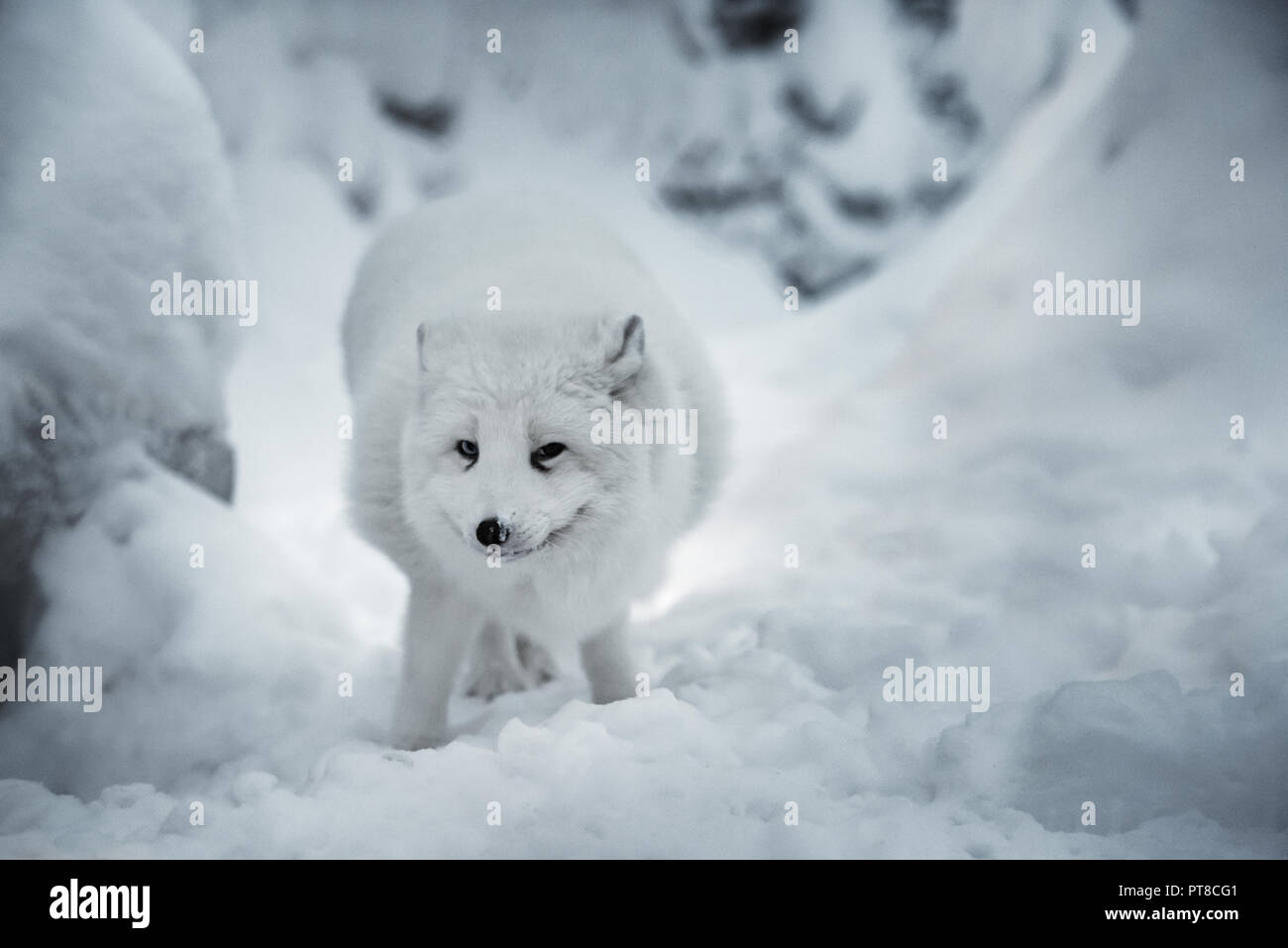 Winterlandschaft mit weißen polar Fuchs oder alopex lagopus in seinem natürlichen Lebensraum auf echtem Schnee Hintergrund. Tier sucht direkt in die Kamera. Wählen Sie Stockfoto
