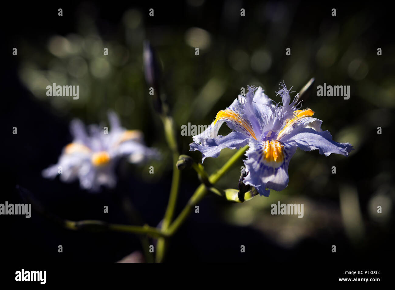 Fransen Iris (Lily von Japan oder Iris Japonica) - Provinz Buenos Aires, Argentinien Stockfoto