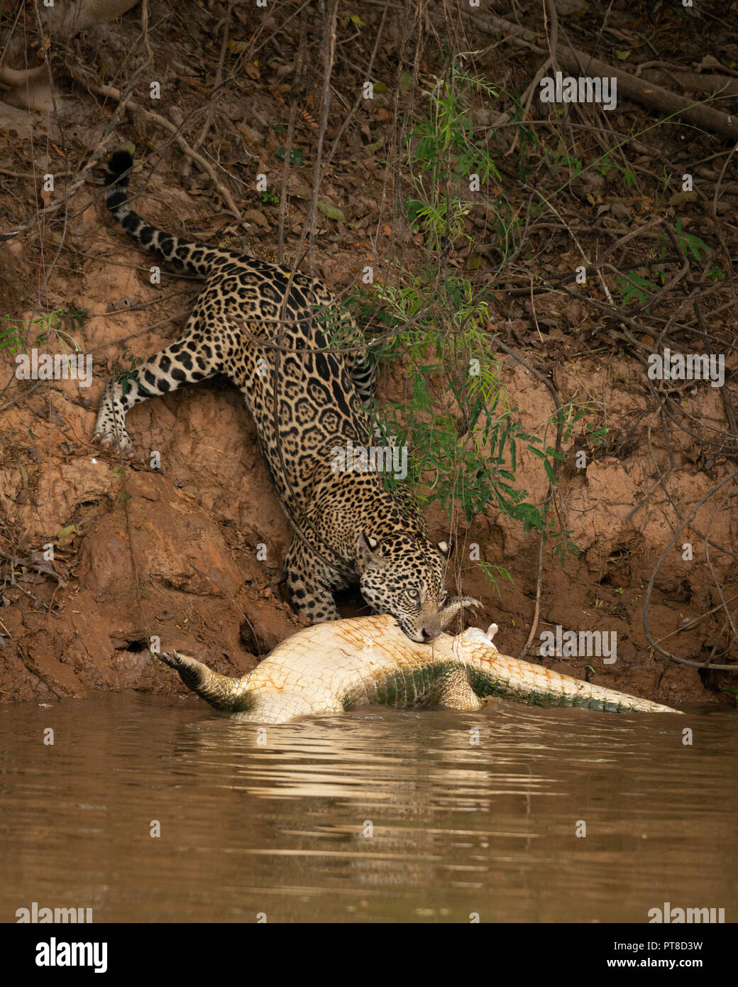 Eine wilde Jaguar ein kaiman Karkasse, Ziehen eines Flusses im Norden Pantanal, Brasilien Stockfoto