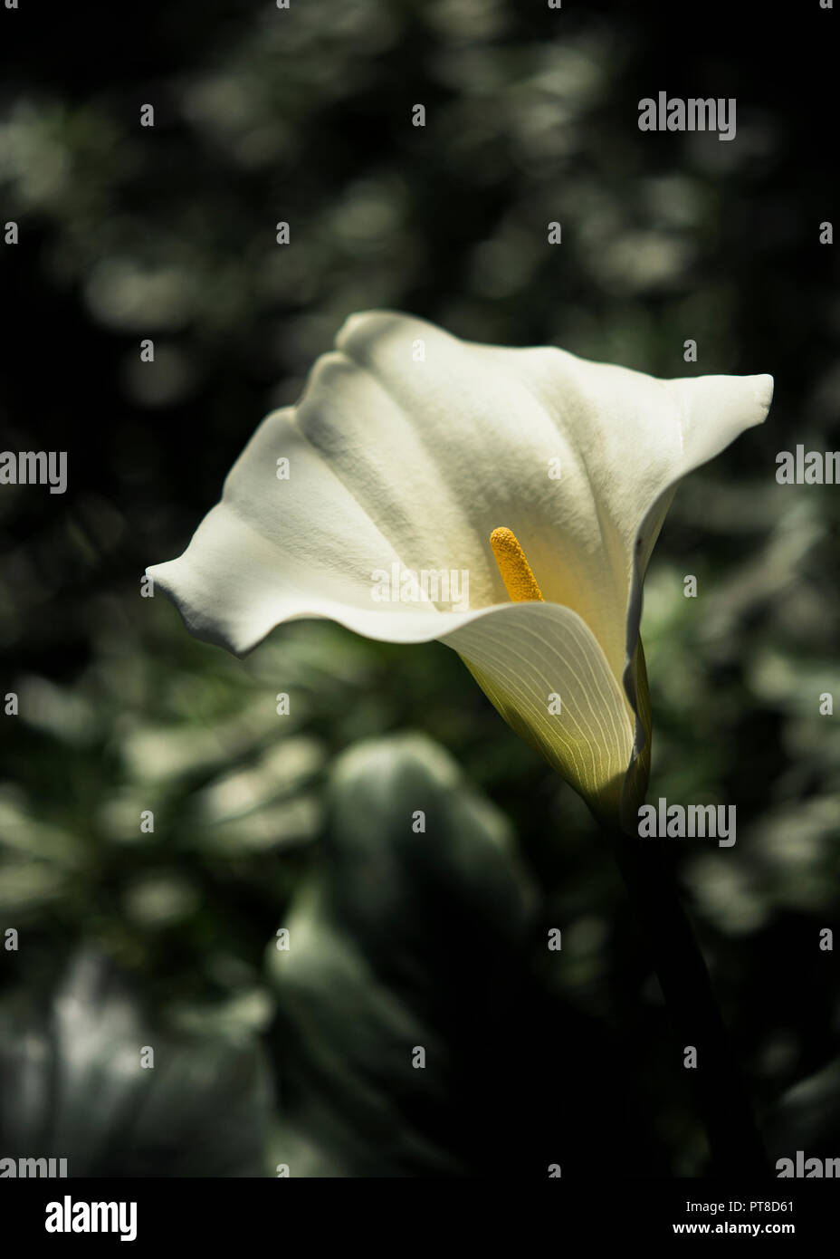 Weiße Calla (Calla Lilie oder Arum Lily) von der ökologischen Reserve - Autonome Stadt Buenos Aires, Argentinien Stockfoto