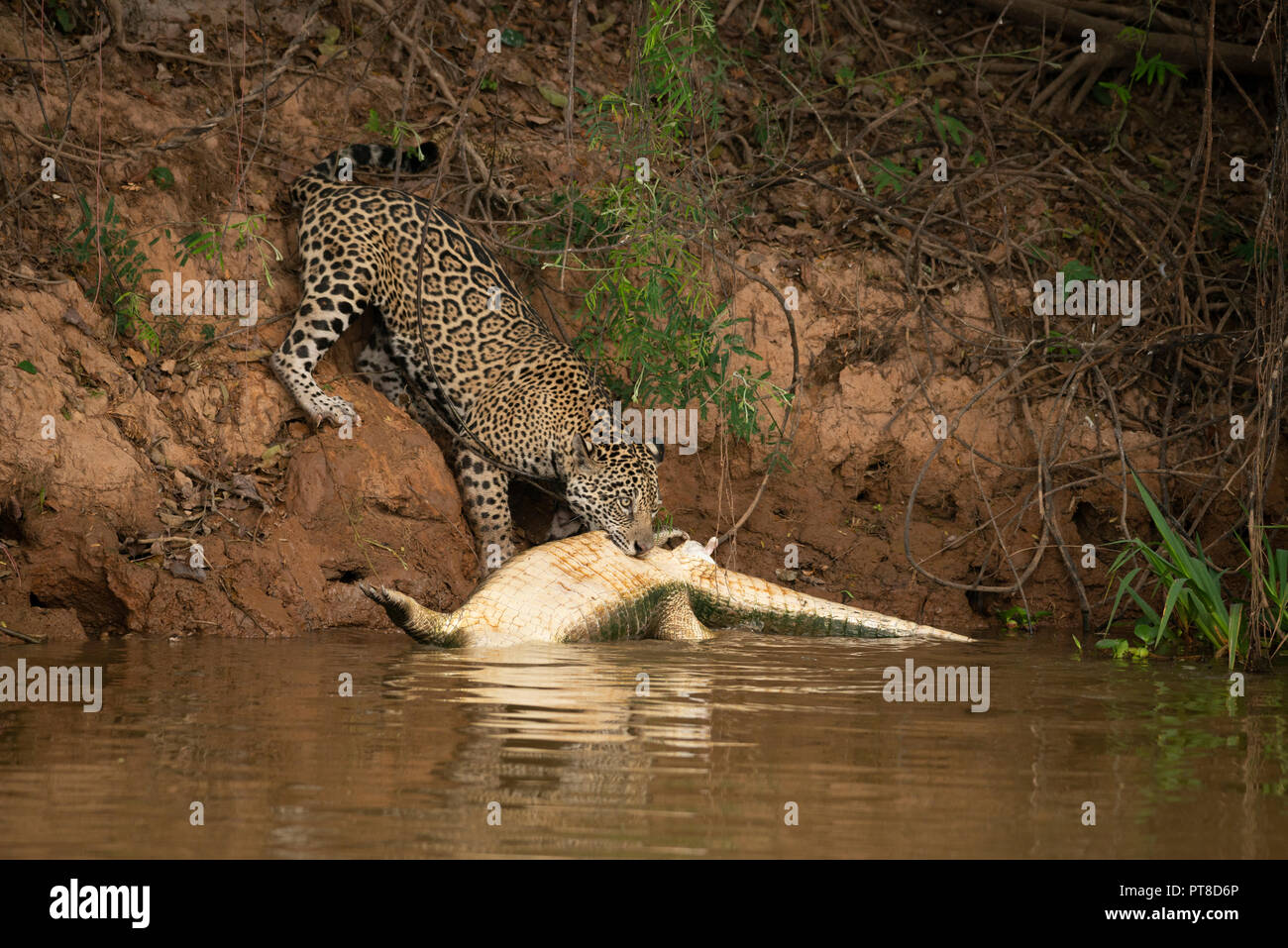 Eine wilde Jaguar ein kaiman Karkasse, Ziehen eines Flusses im Norden Pantanal, Brasilien Stockfoto