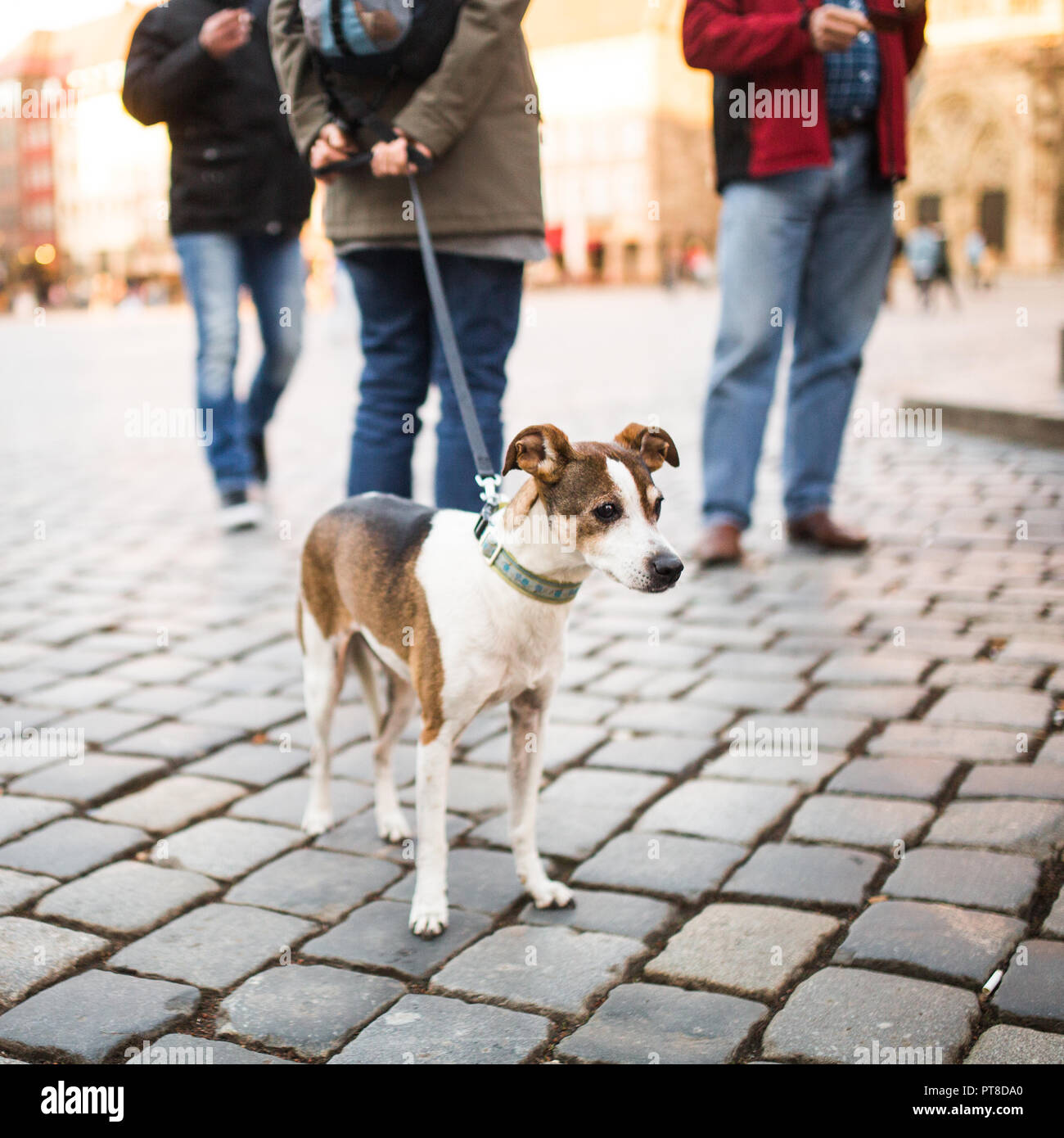 Ein Mann mit Hund im Zentrum der Stadt. Ein einsamer Hund mit schönen Augen schaut sich Passanten in ein Quadrat in Deutschland. Stockfoto