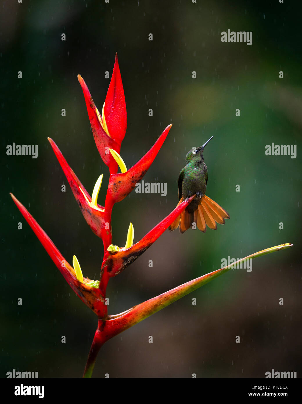 Ein brasilianischer Ruby thront auf einem heliconia Blume in den Atlantischen Regenwald Stockfoto