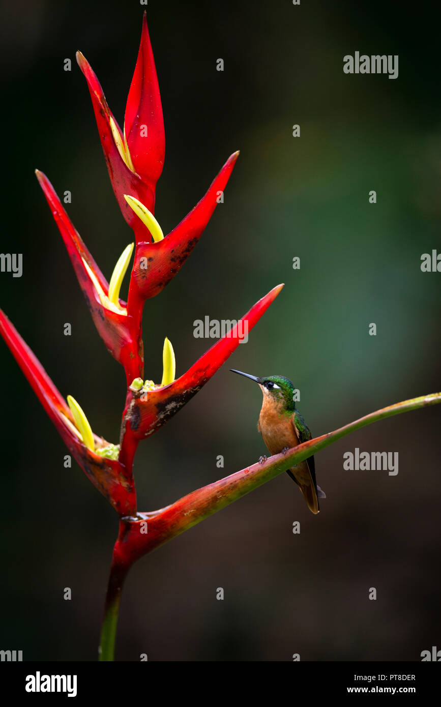 Ein brasilianischer Ruby thront auf einem heliconia Blume in den Atlantischen Regenwald Stockfoto