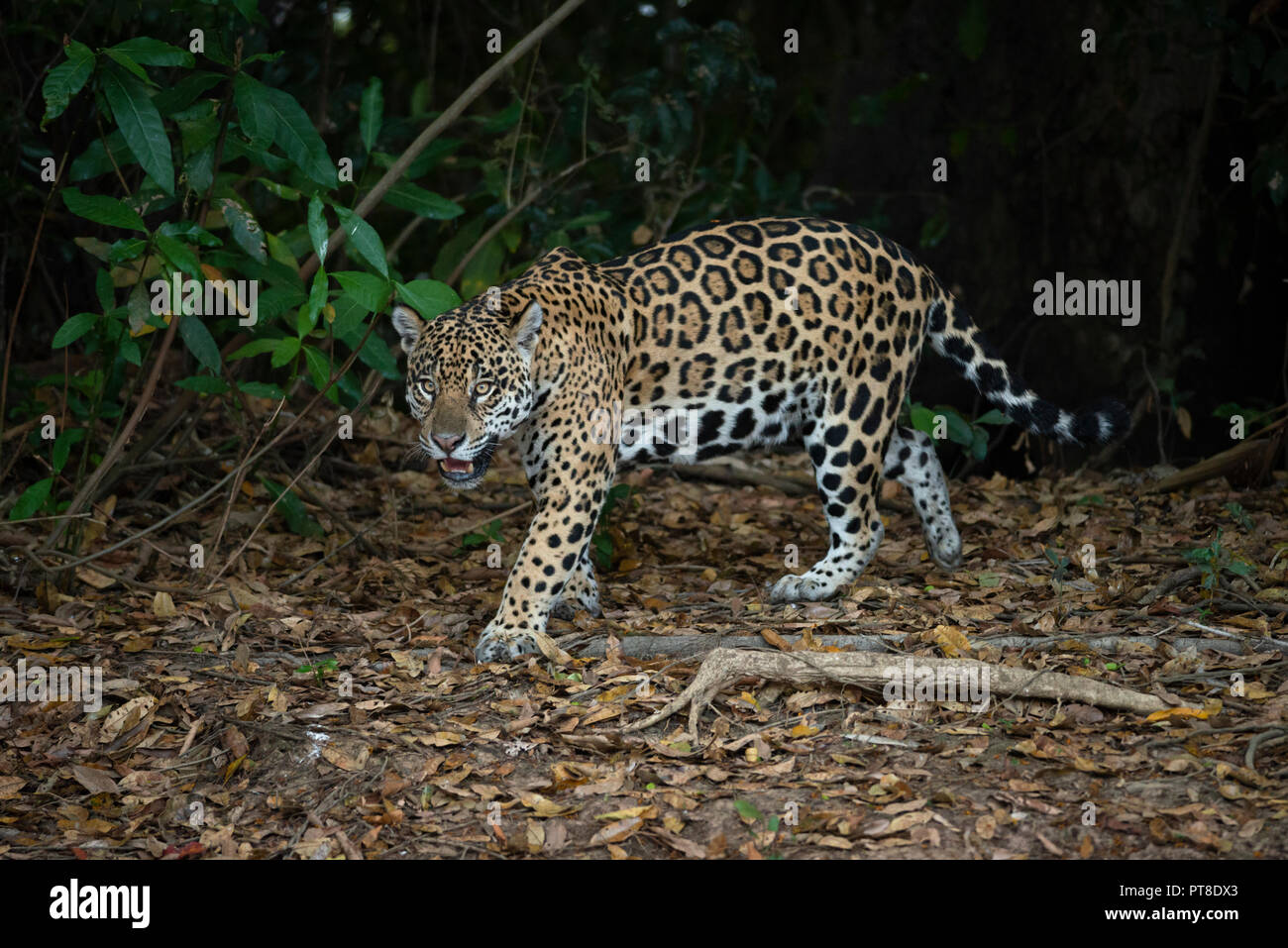 Eine wilde Jaguar von Nord Pantanal, Brasilien Stockfoto