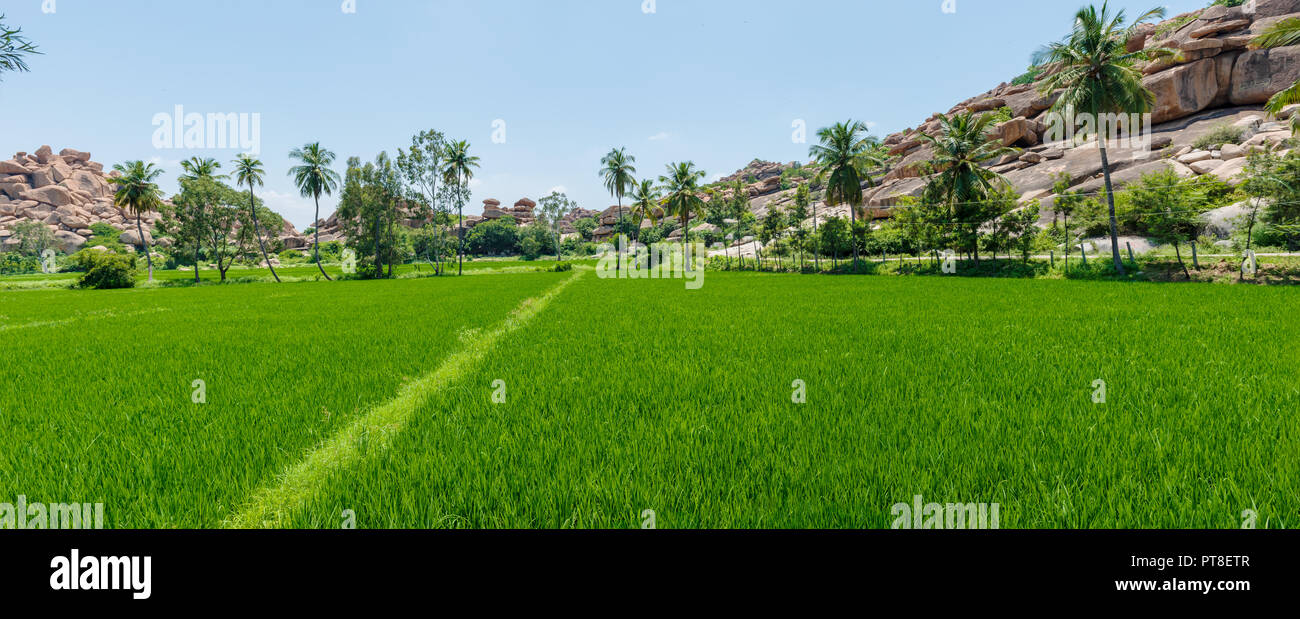 Leuchtend grüne Reisfelder in Hampi Indien vor dem Hintergrund einer felsigen Hügel und Palmen. Stockfoto