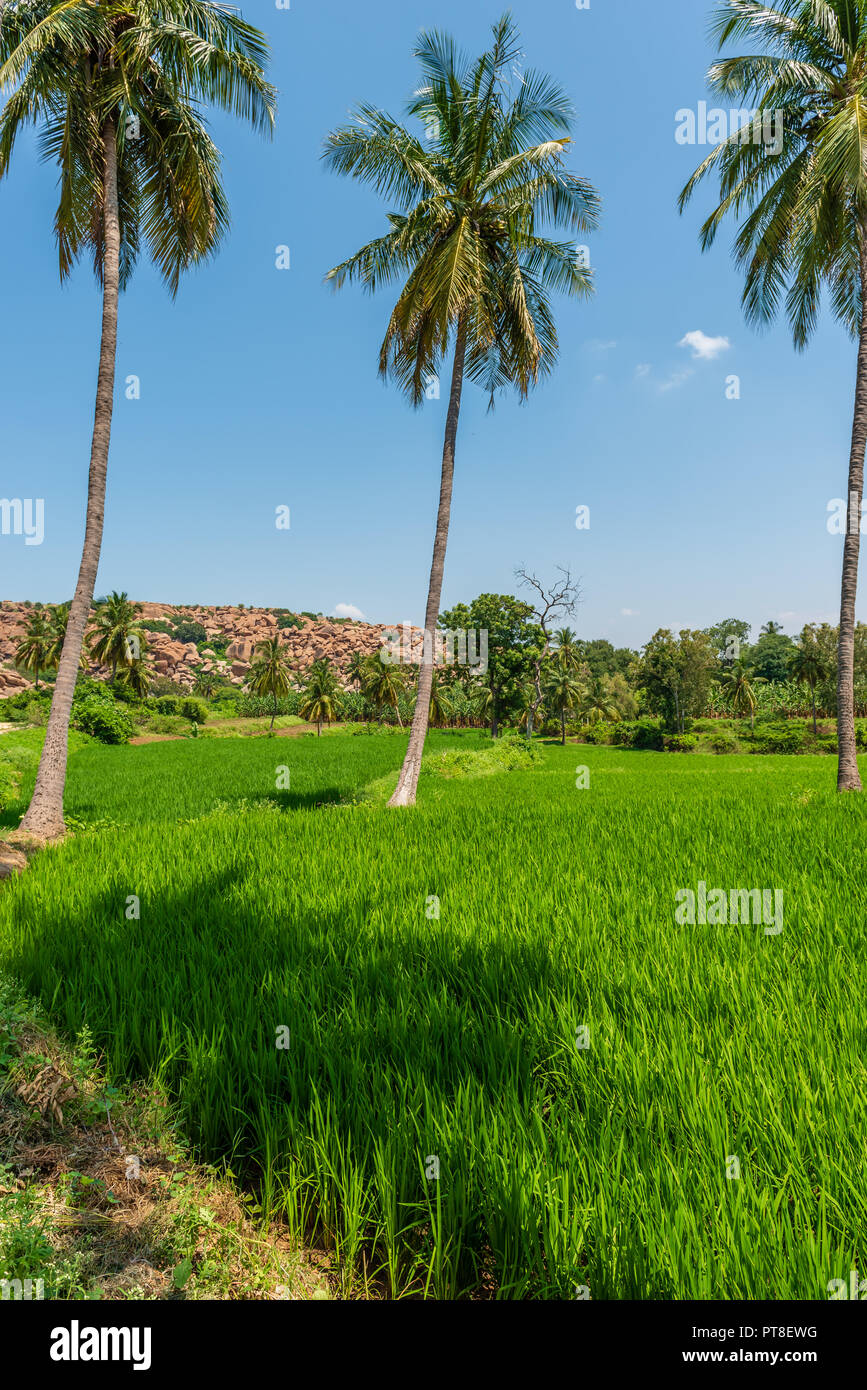 Leuchtend grüne Reisfelder in Hampi Indien vor dem Hintergrund einer felsigen Hügel und Palmen. Stockfoto