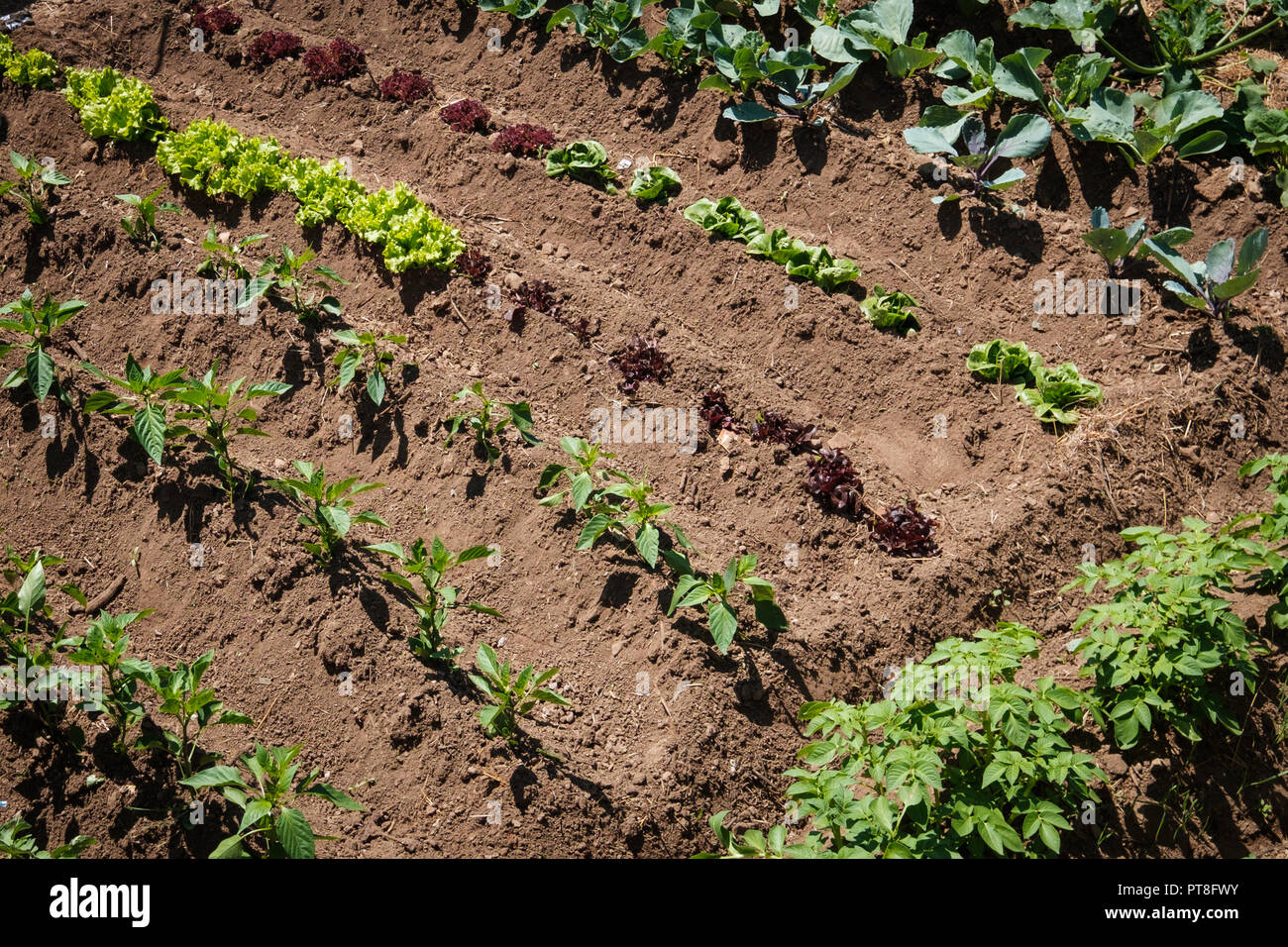 Salatbeet im garten Fotos und Bildmaterial in hoher Auflösung Alamy