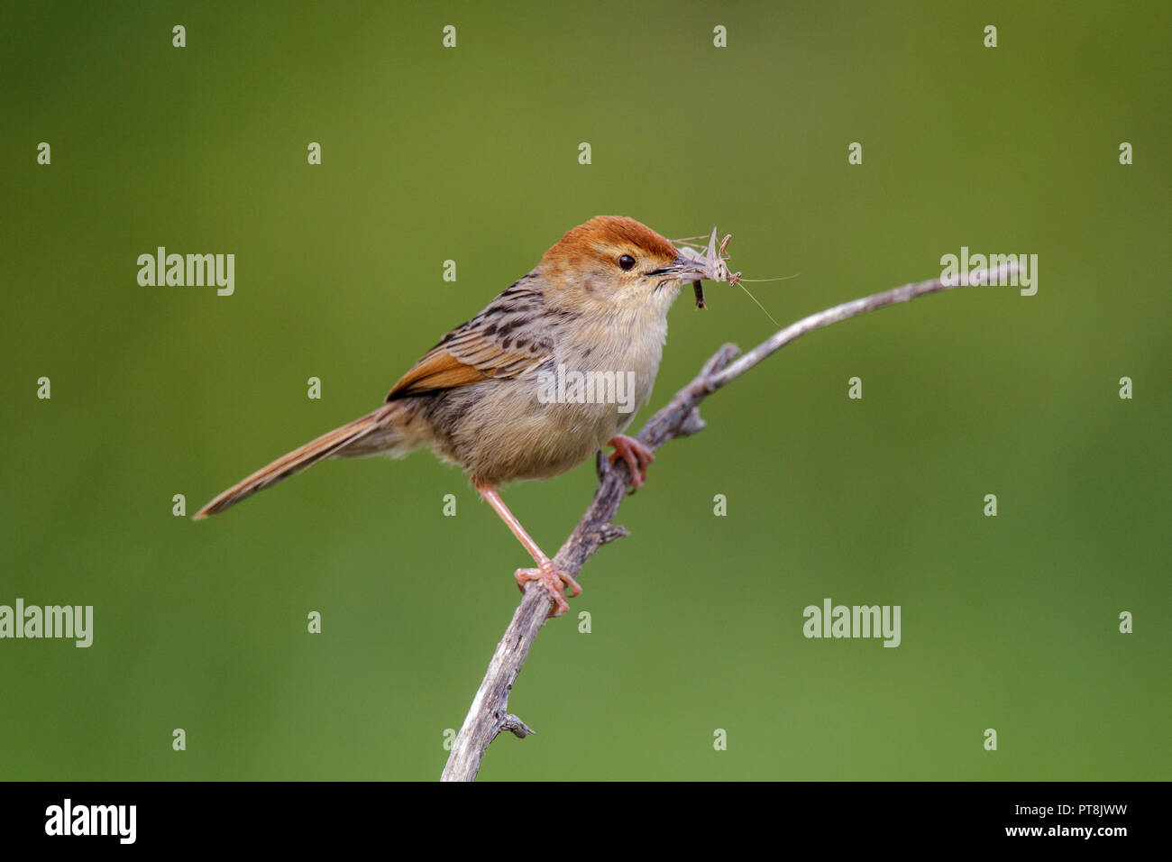 Levaillant's Cisticola Cisticola tinniens Rietvlei Nature Reserve, Cape Town, Western Cape, Südafrika 5 September 2018 nach Cisticoli Stockfoto