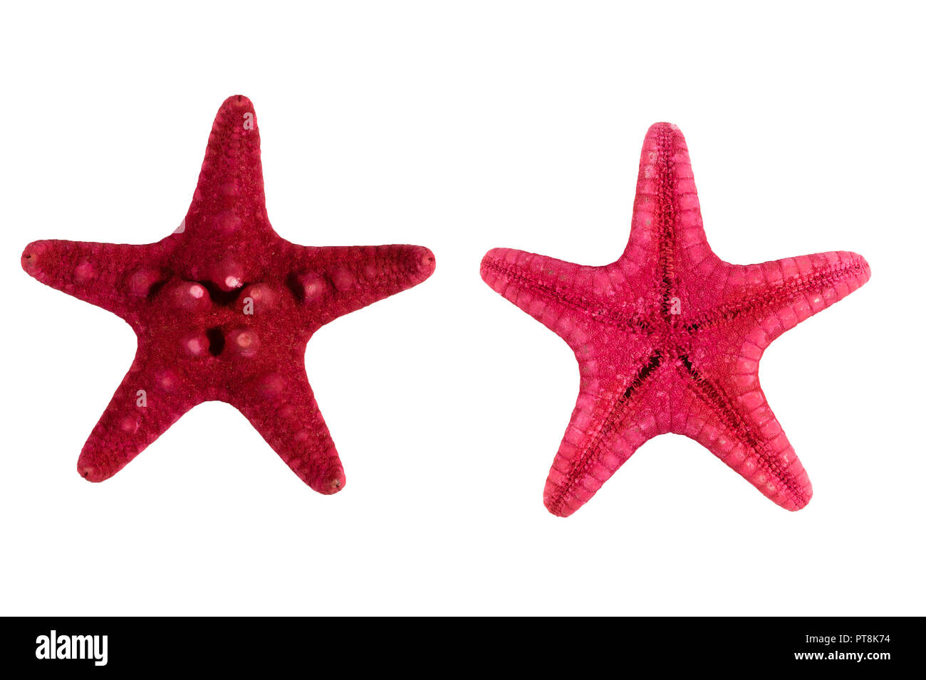 Red Sea Star isoliert auf weißem Hintergrund Stockfoto