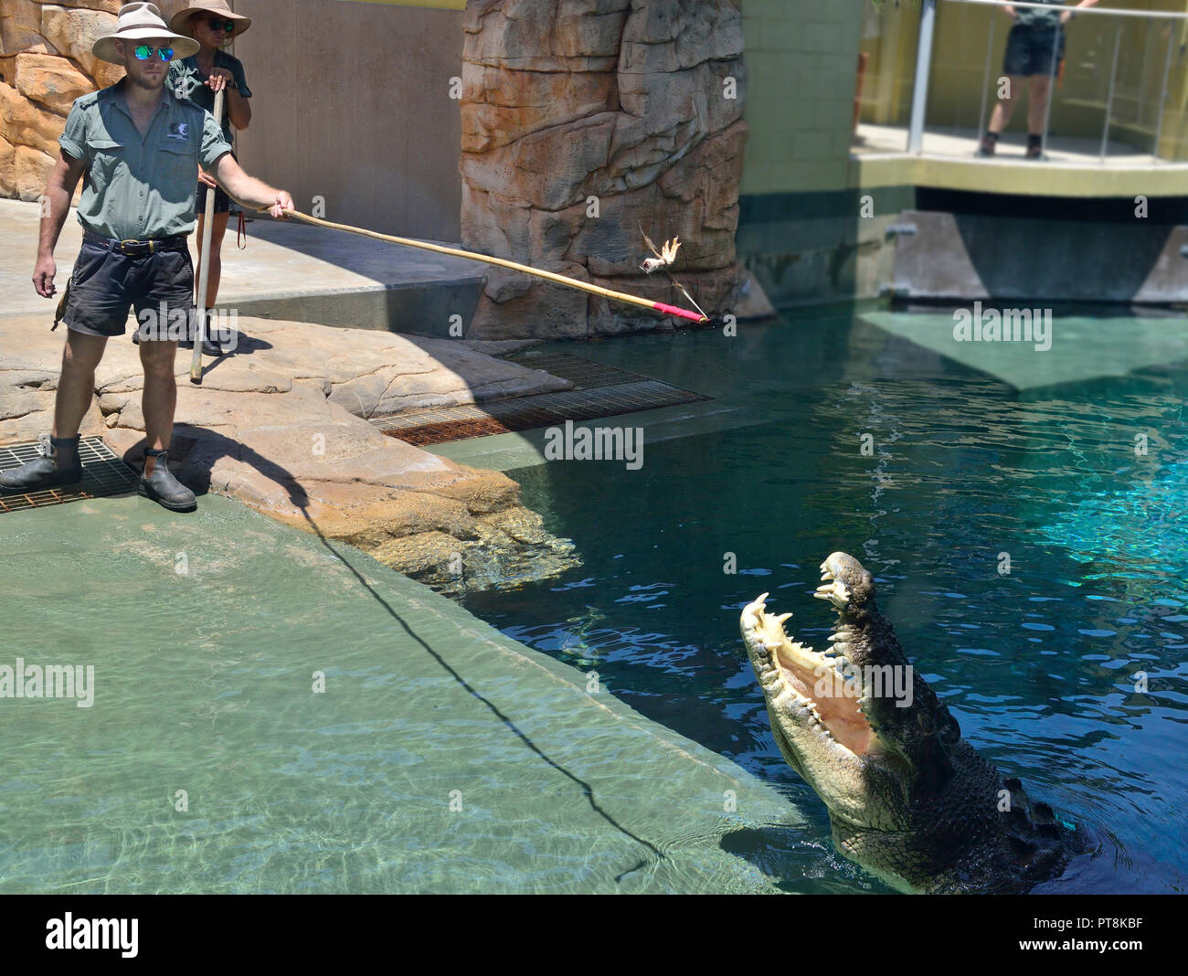 Krokodil Fütterung in Crocosaurus Cove, Darwin, Northern Territory, Australien Stockfoto