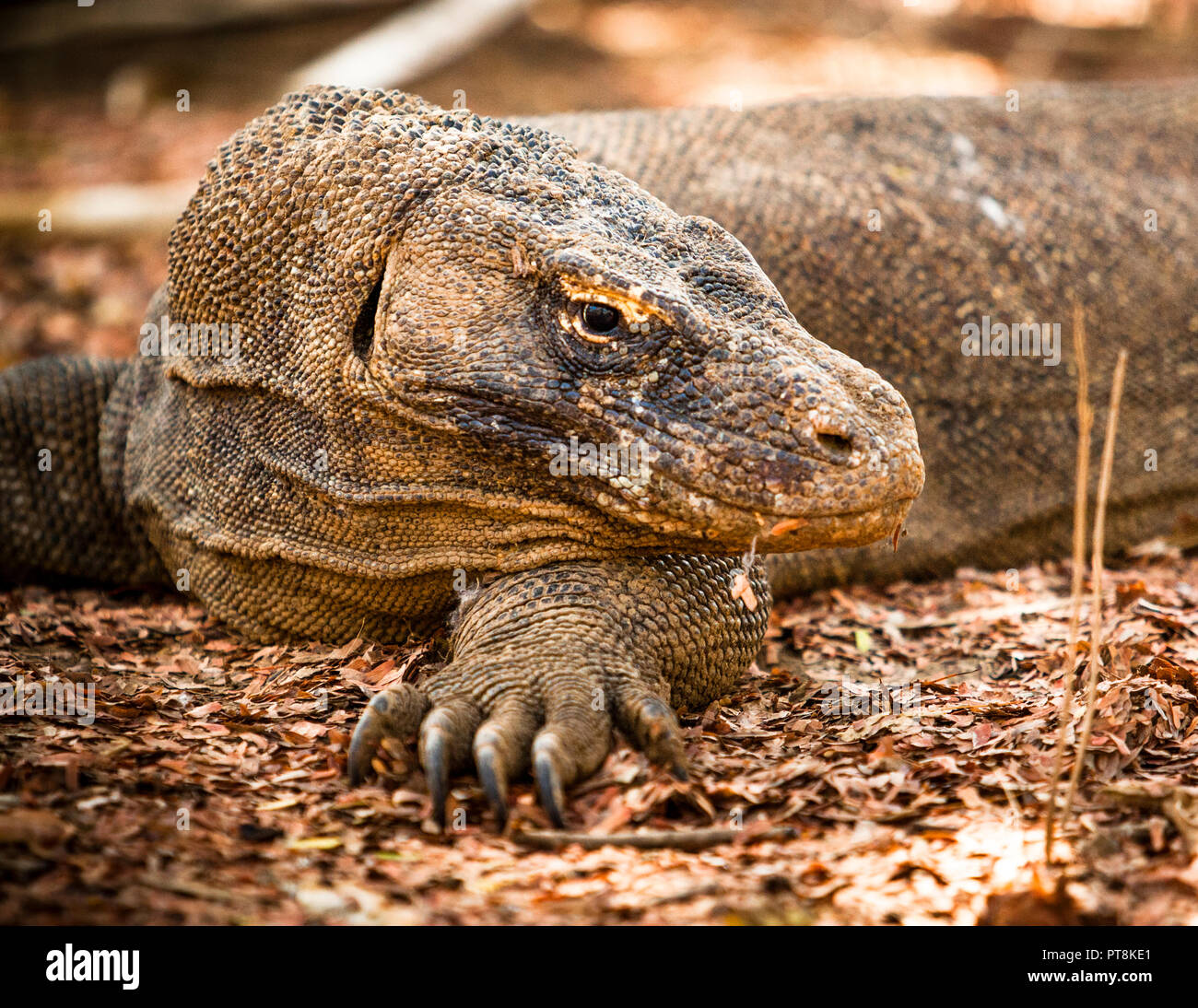 Geführte Exkursion im Komodo Nationalpark auf Loh Liang, Sunda Inseln, Indonesien Stockfoto