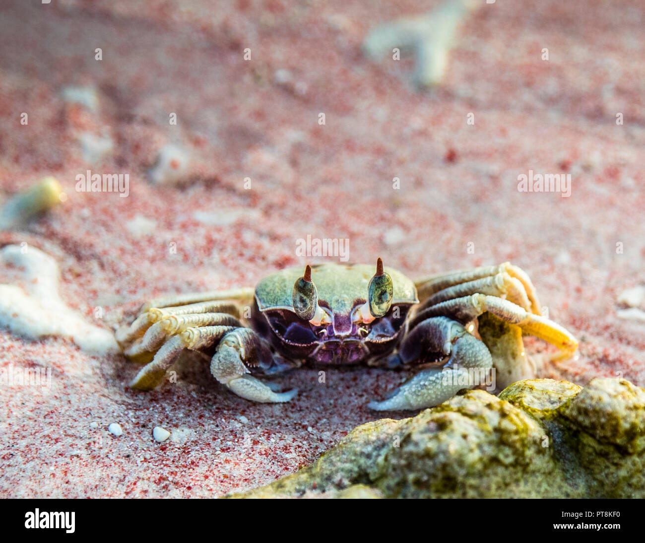 Krabbe am rosa Strand, Indonesien Stockfoto