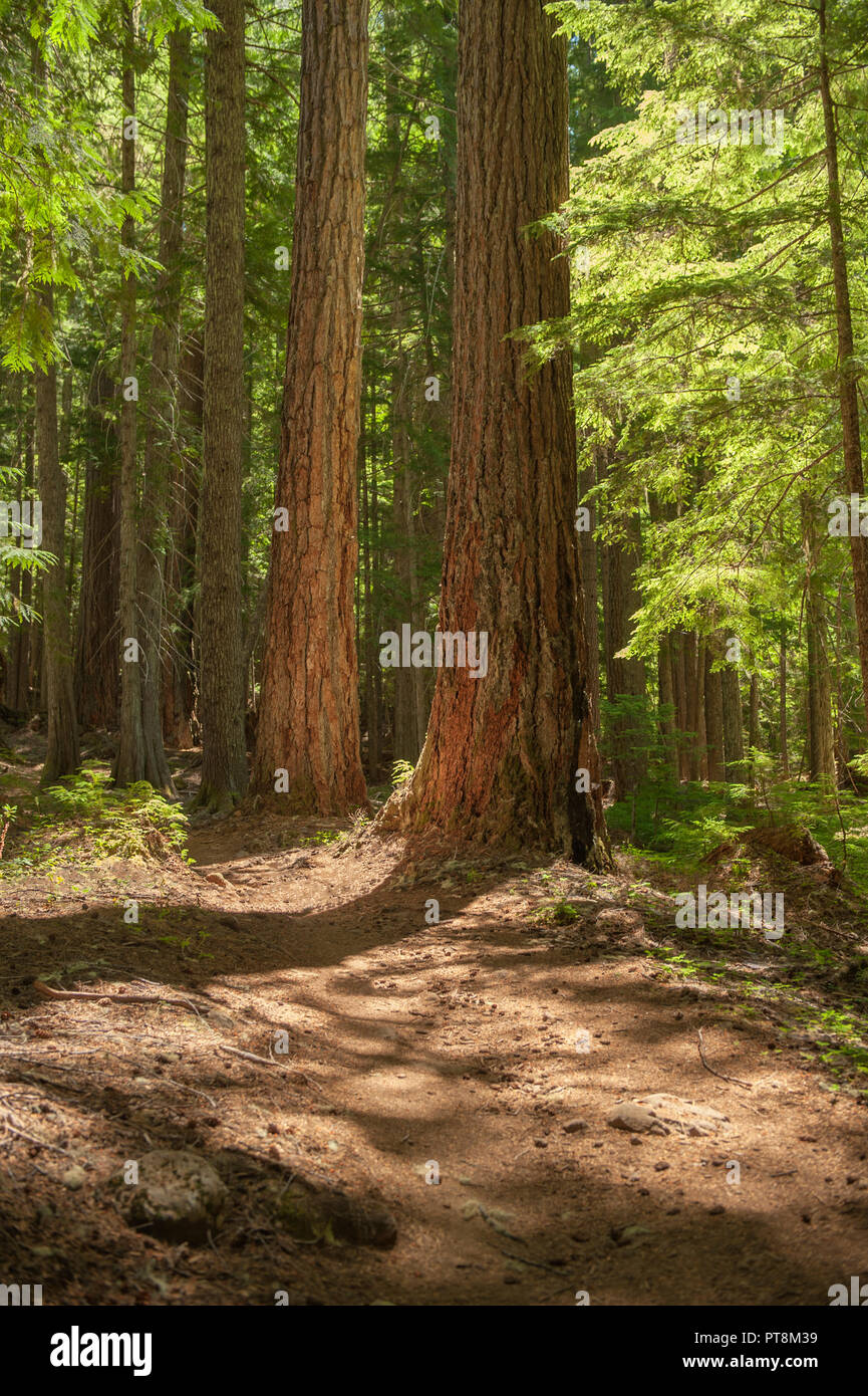 Alte Holz entlang der Marion Lake Trail in Oregon Mt. Jefferson Wildnis. Stockfoto