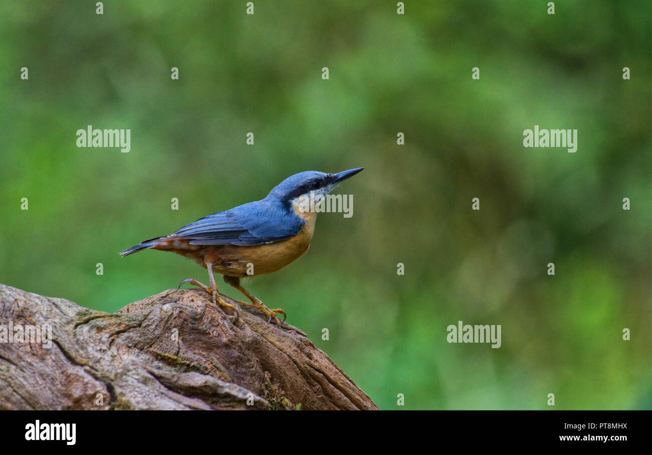 Eurasische Kleiber Stockfoto