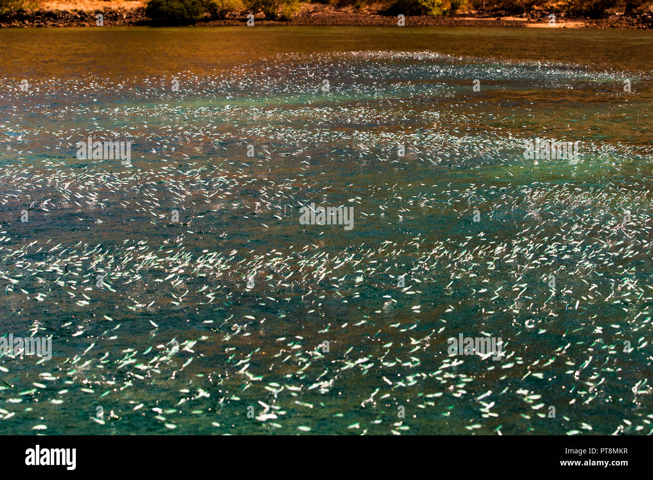 Vor der Küste von Komodo, Ost-Nusa-Tenggara, Indonesien, bilden zahlreiche springende Sardellen ein silbriges, glitzerndes Schwarm auf der Wasseroberfläche. Dies deutet auf das Vorhandensein von Raubfischen hin Stockfoto