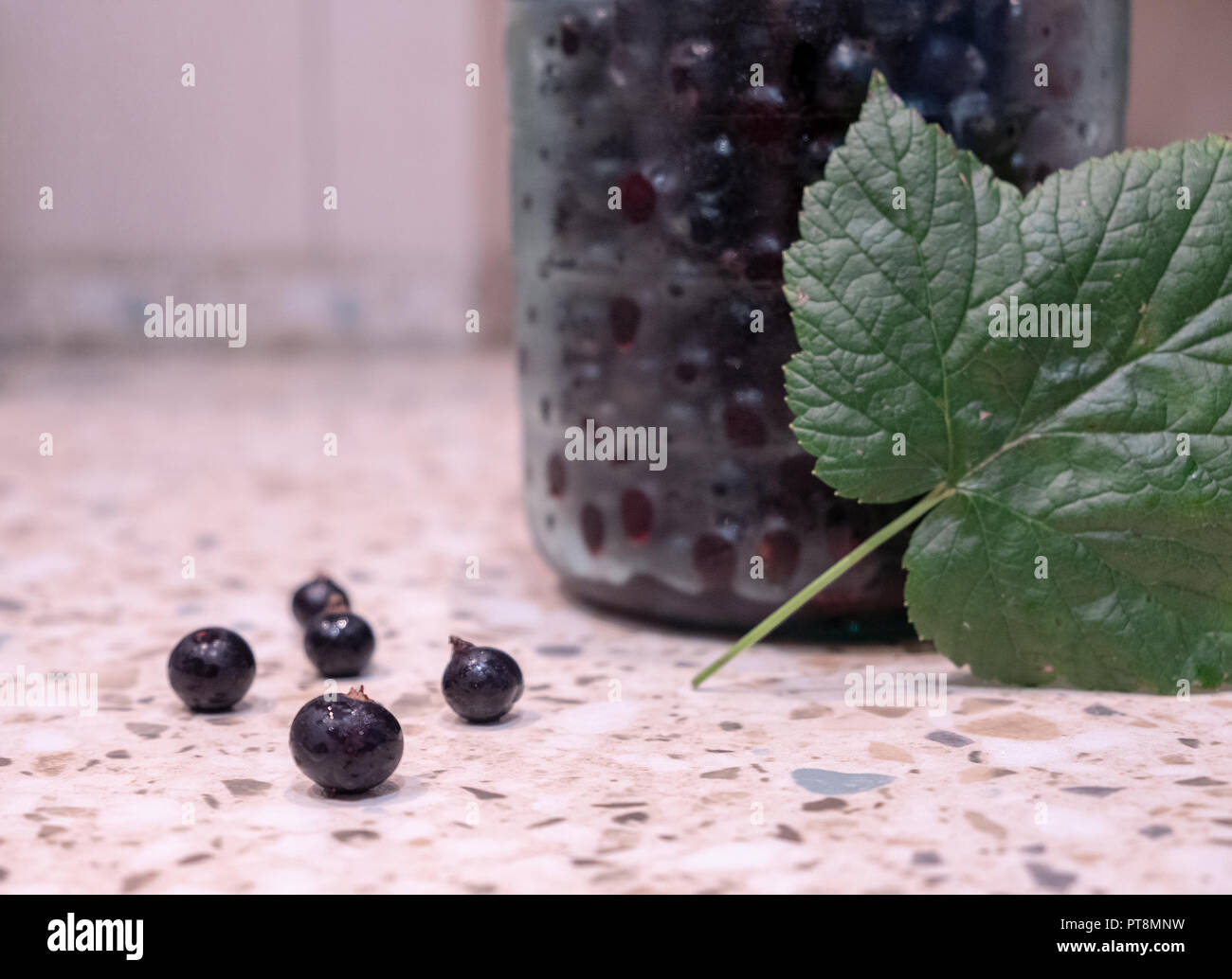 Schwarze Johannisbeere Beeren im Glas und grünem Blatt auf steinernen Tisch Hintergrund. Natürliche organische Lebensmittel Konzept. Selektiver Fokus, getönt. Stockfoto