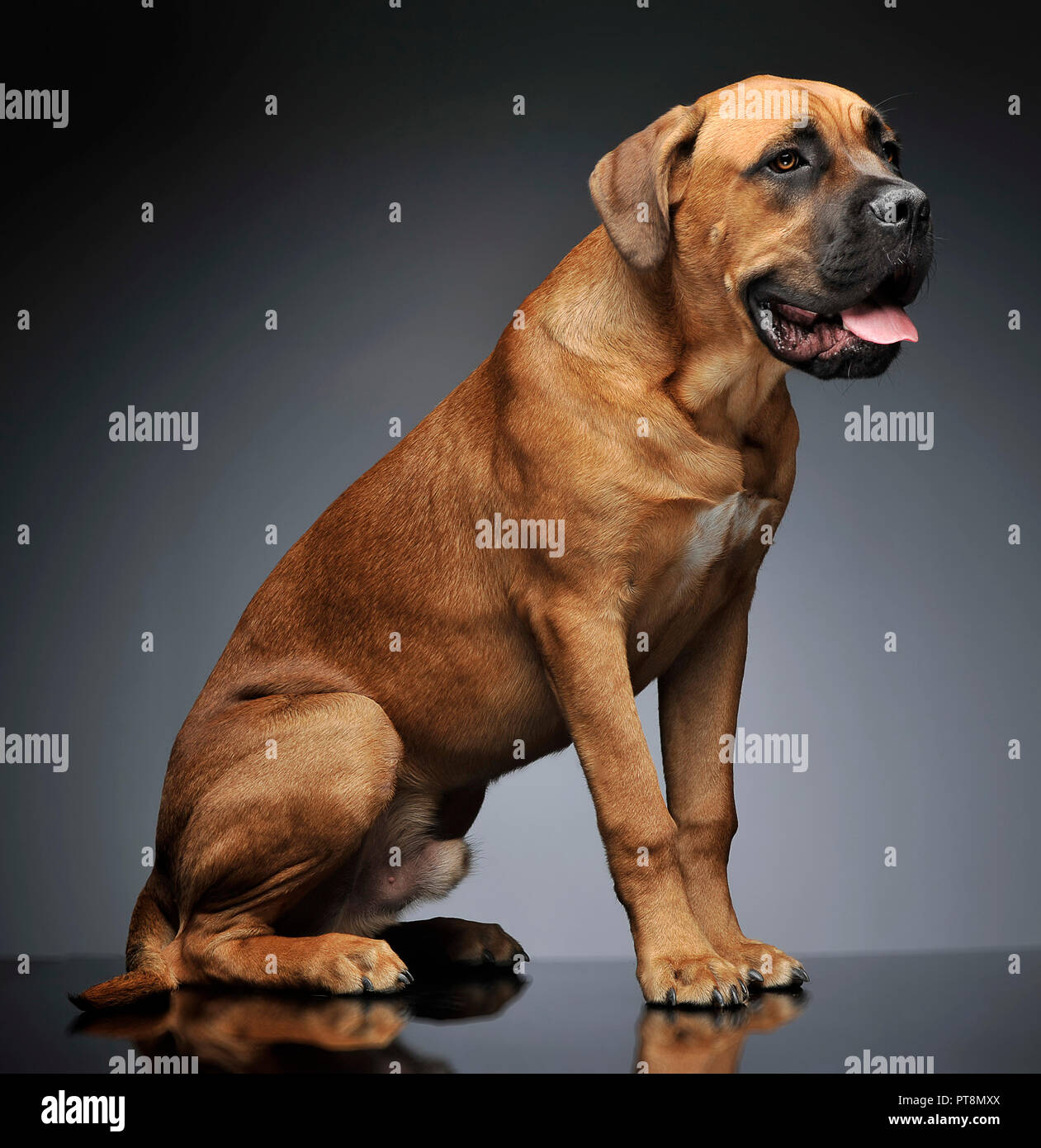 Cane Corso Welpen Sitzen In Grauen Hintergrund Photo Studio Stockfotografie Alamy