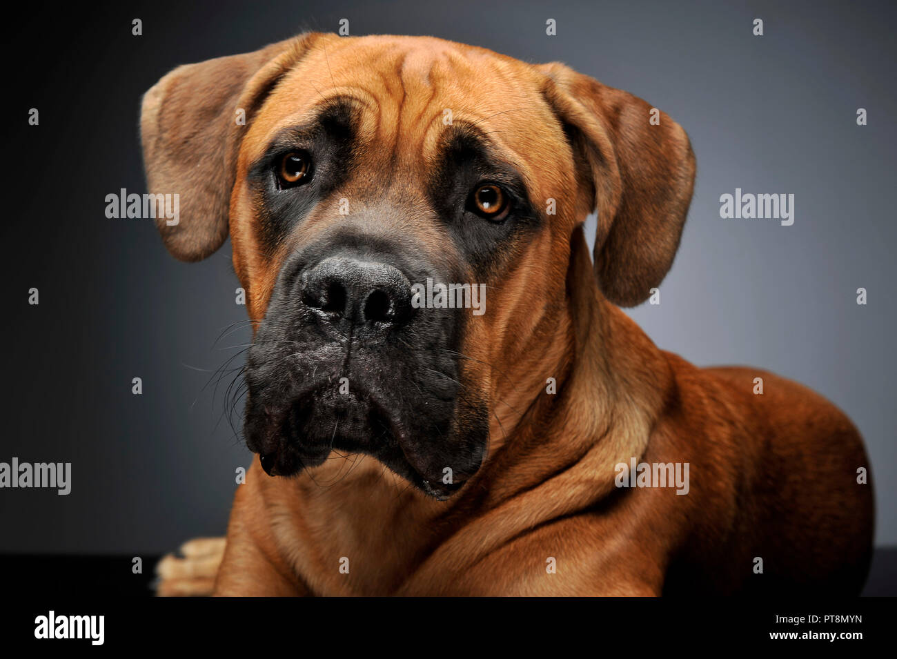 Welpe Cane Corso Portrait In Den Grauen Hintergrund Photo Studio Stockfotografie Alamy