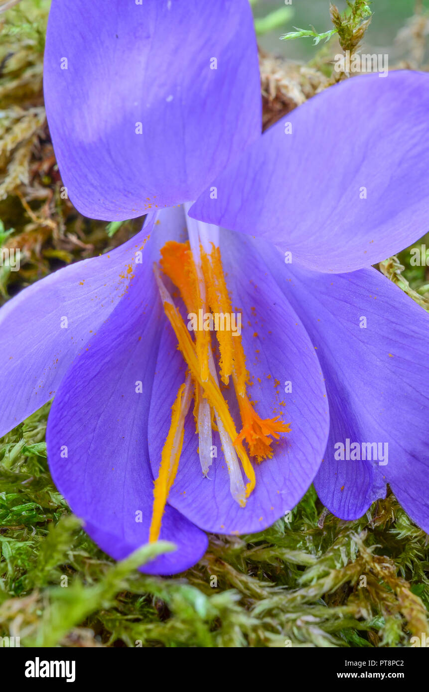 Würziges Safran Staubgefäßen und Stößel in einem einzigen oder Safran Crocus sativus Blume auf grünem Moos Stockfoto