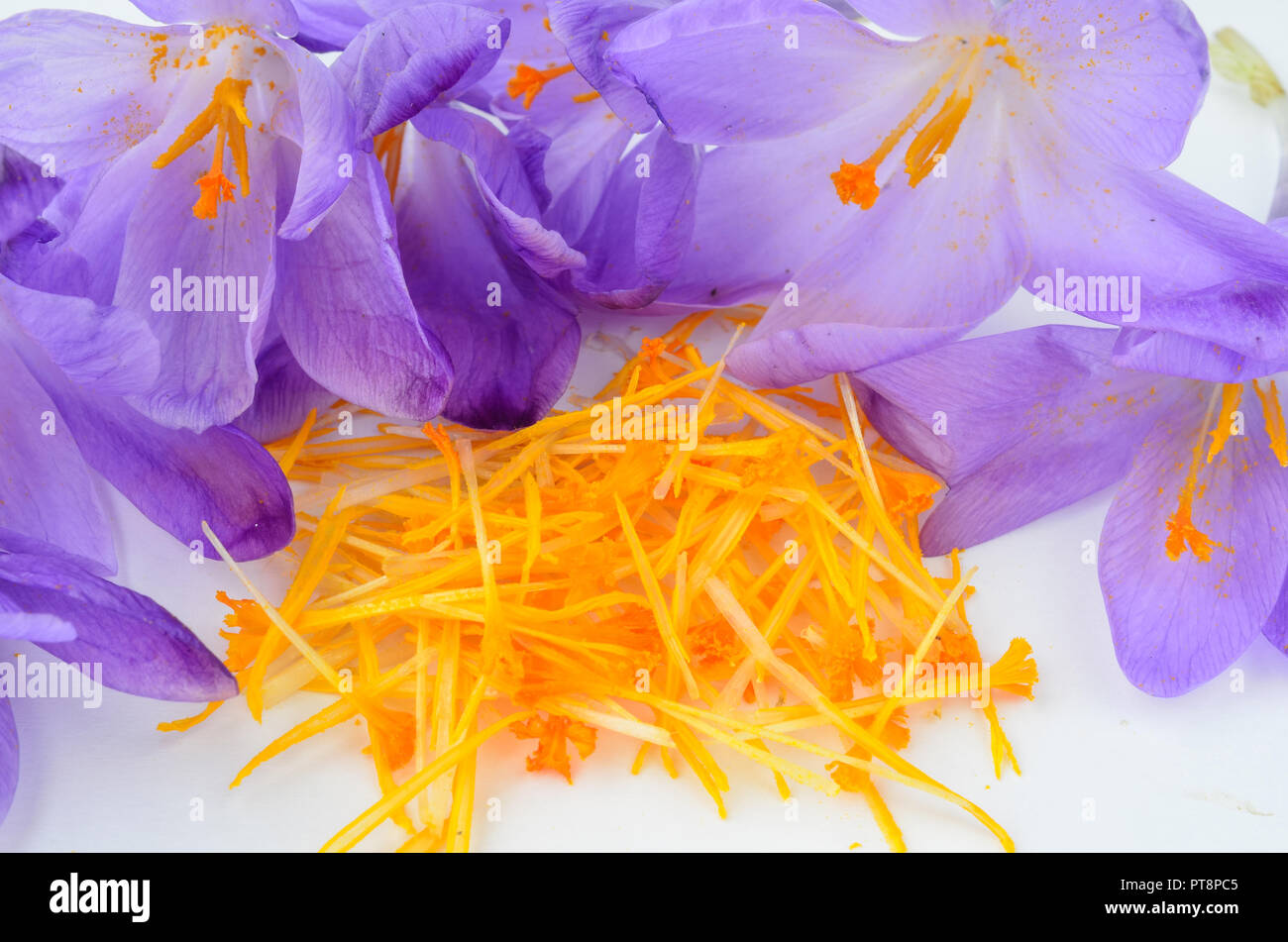 Oder Safran Crocus sativus, Nahaufnahme Blick auf Heap der würzigen Staubgefäße und pistill von crocus Blumen im Prozess der Spice-Produktion warten umgeben Stockfoto