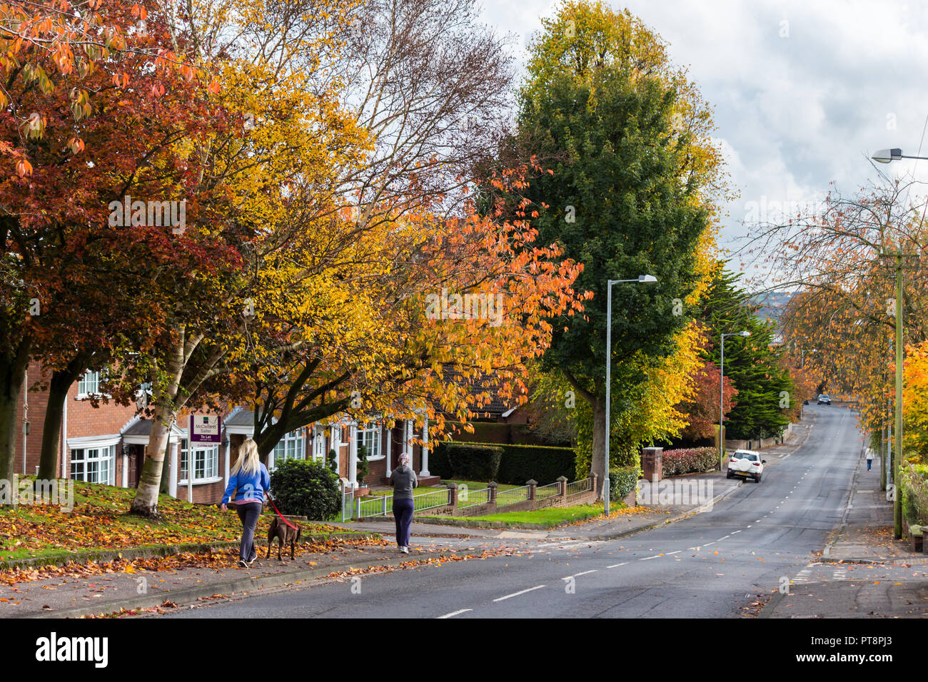 Farben des Herbstes auf einer von Bäumen gesäumten Straße mit Mädchen zu Fuß Hund. Pond Park Road, Lisburn, Nordirland. Stockfoto