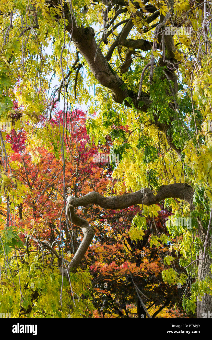Bunte (Rot, Gelb, Grün, Orange, Braun) Blätter und Zweige Stockfoto