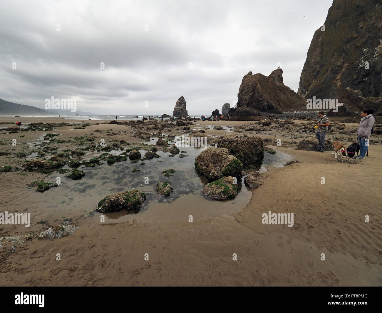 Die Menschen genießen die tidepools um Haystack Rock auf Cannon Beach, Oregon, bei extremer Ebbe an einem bewölkten Tag. Stockfoto