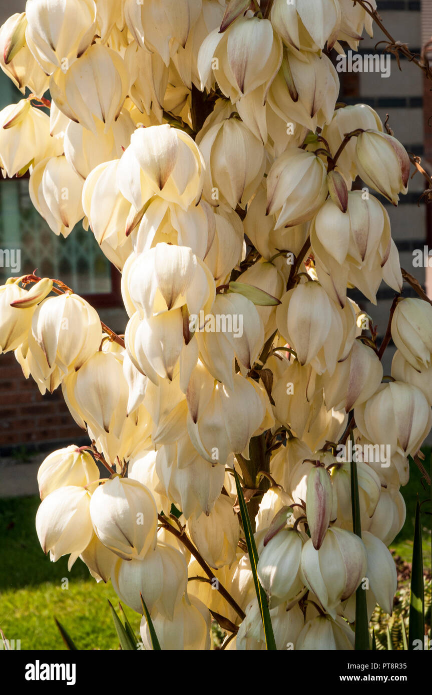 Nahaufnahme von Yucca gloriosa zeigen viele Glockenförmigen, weißen Blüten. Stockfoto