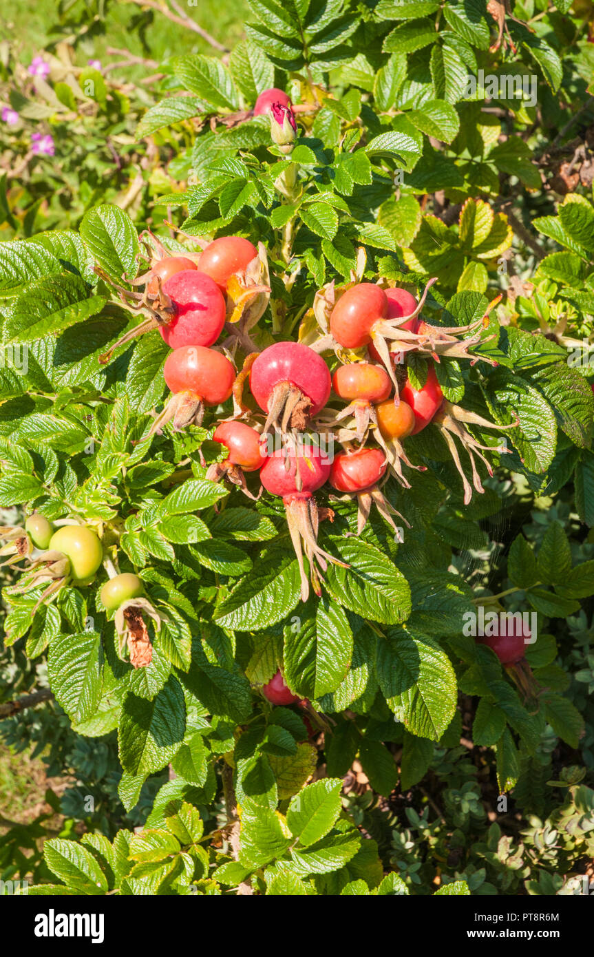 Bündel von Hagebutten zu Rosa rugosa gegen den Hintergrund der grünen Blätter. Stockfoto