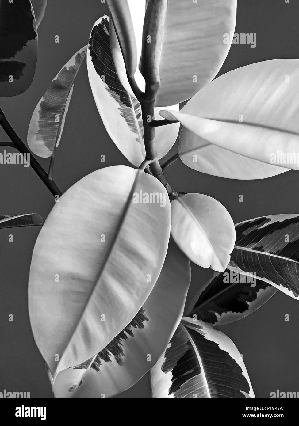 Blume mit großen Blättern Nahaufnahme foto Ficus mit üppigen Laub und gegen grauen Hintergrund Schwarz und Weiß Foto Stockfoto