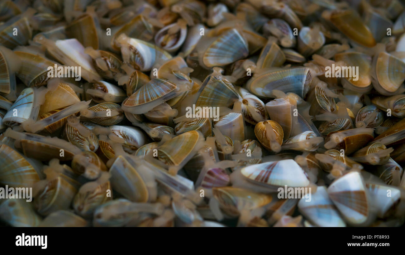 Herzmuscheln oder Schmetterling Venusmuscheln (Wissenschaftlicher Name: Donax hanleyanus), Provinz Buenos Aires, Argentinien Stockfoto