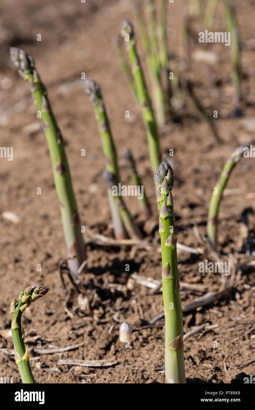 Spargel wächst in einer Farm. Yakima, Washington Stockfoto