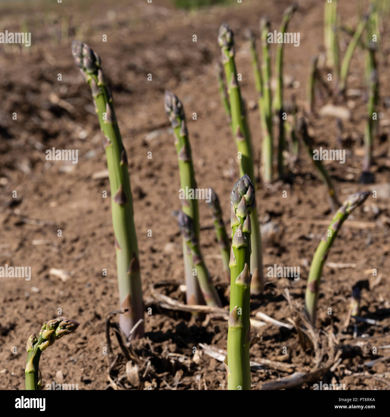 Spargel wächst in einer Farm. Yakima, Washington Stockfoto