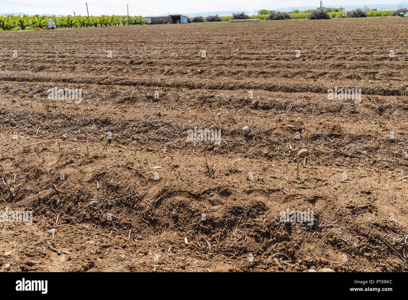 Spargel mit grüne Triebe wachsen. Yakima, Washington Stockfoto