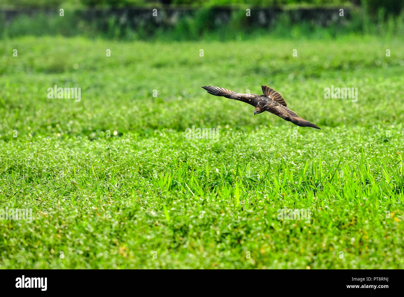 Flying Bird of Prey. Im Flug mit offenen Flügeln Vogel. Szenen aus der Natur. Schwarzmilan, MILVUS MIGRANS, verschwommenes Wald im Hintergrund. Stockfoto