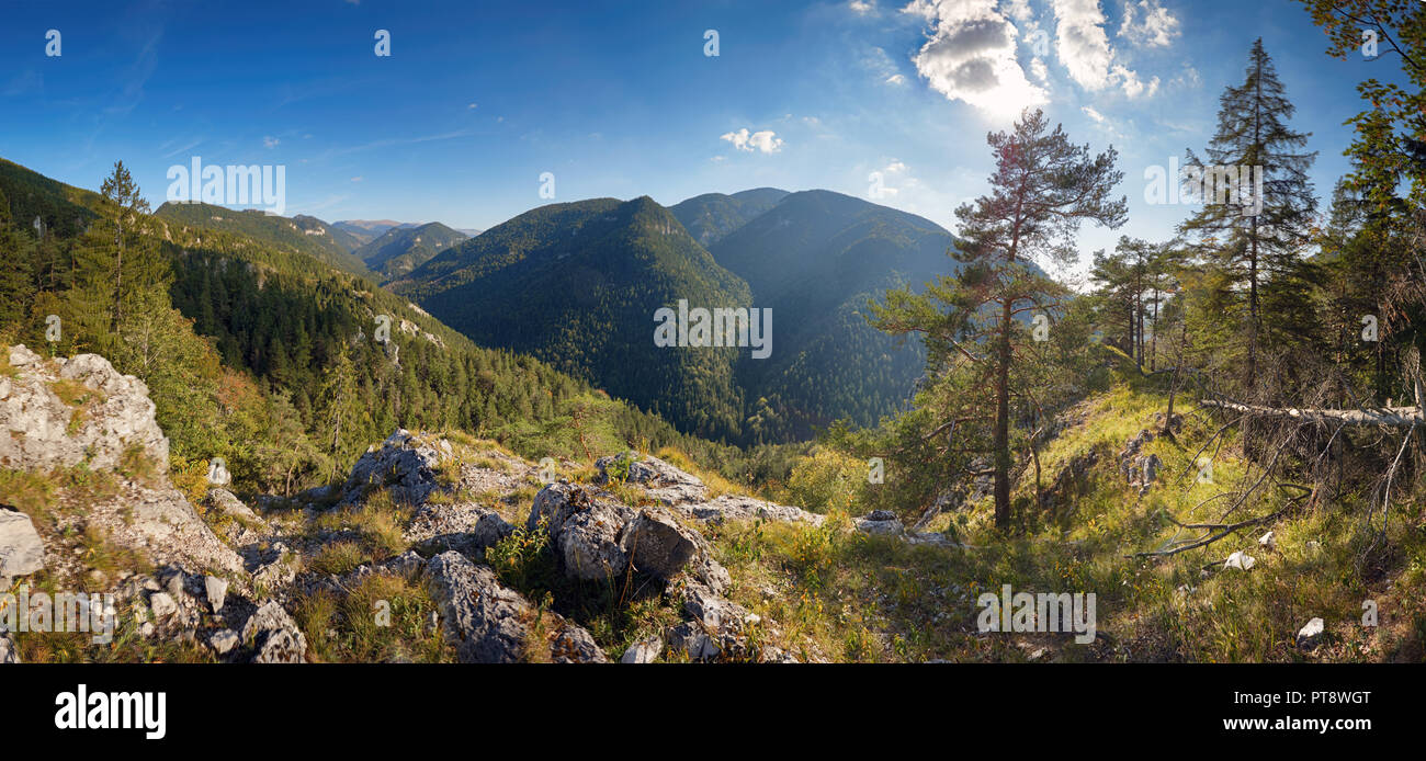 Grünen Wald in Bergpanorama Stockfoto