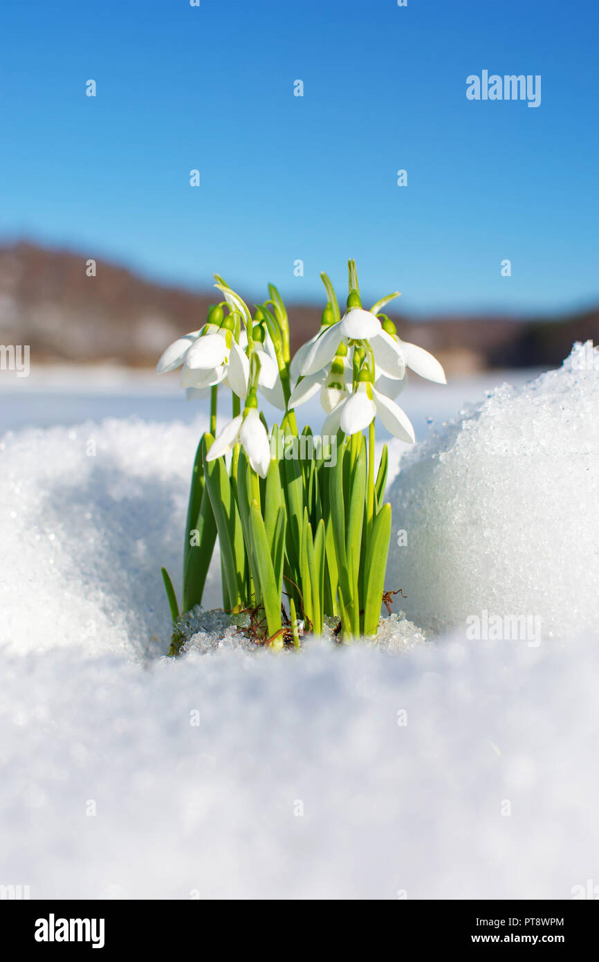 Schneeglöckchen steigen vom Schnee und Eis zu verkünden, Feder Stockfoto