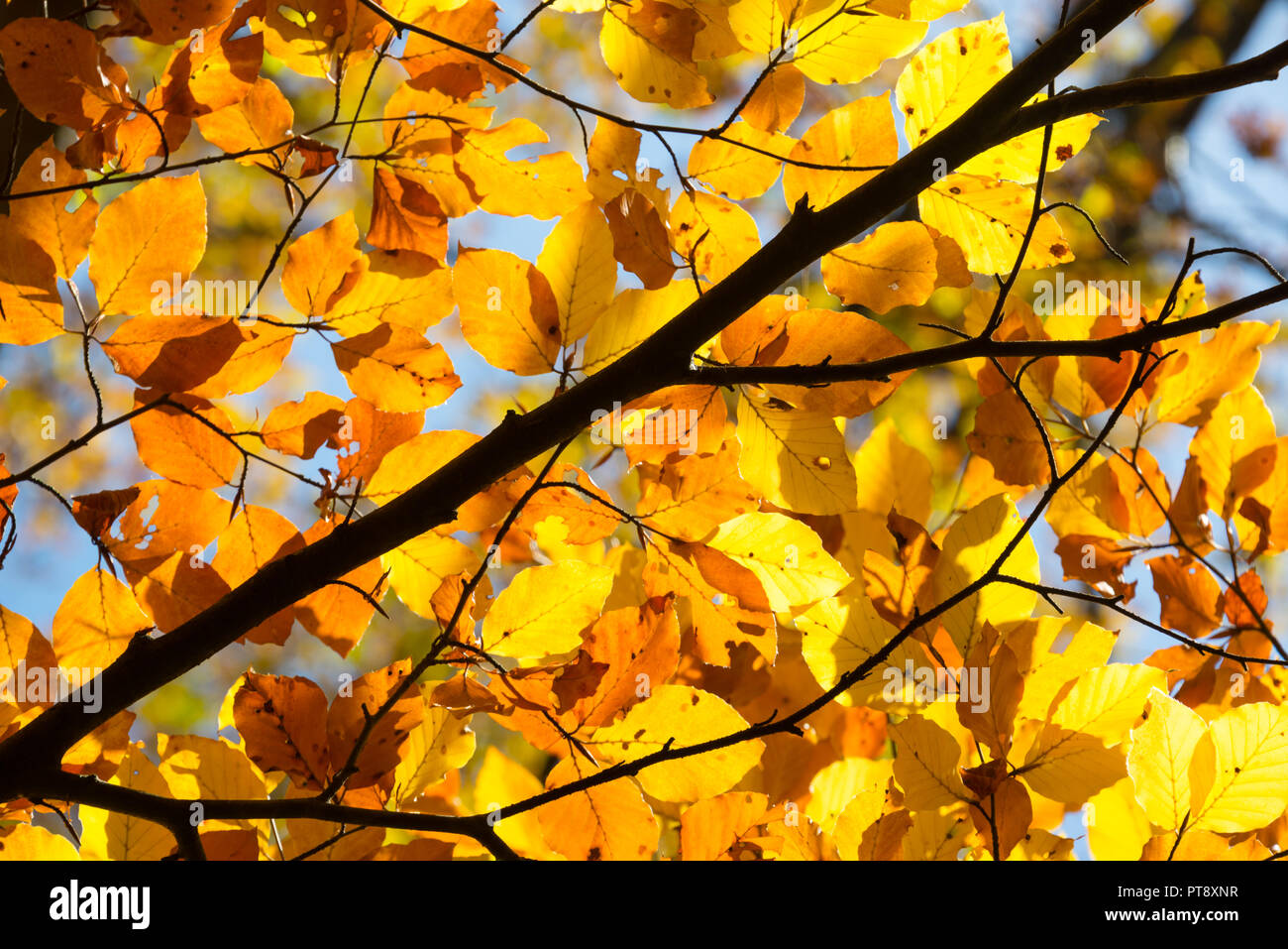 Hintergrund der gelben herbstliche Zweige Stockfoto