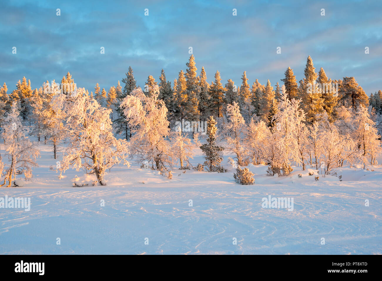 Verschneite Landschaft, gefrorene Bäume im Winter in Saariselka, Lappland, Finnland Stockfoto
