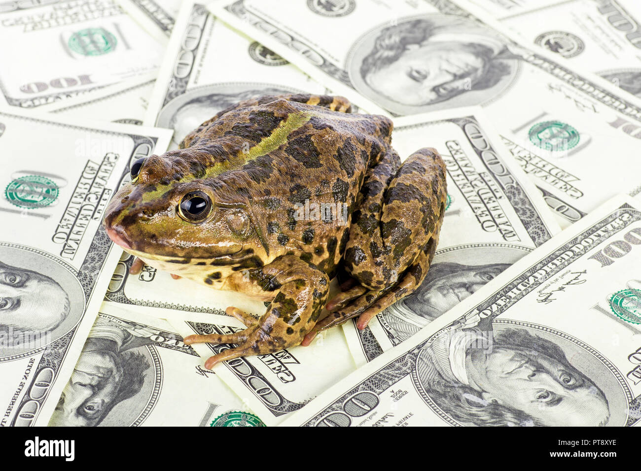 Frosch auf das Geld Stockfoto