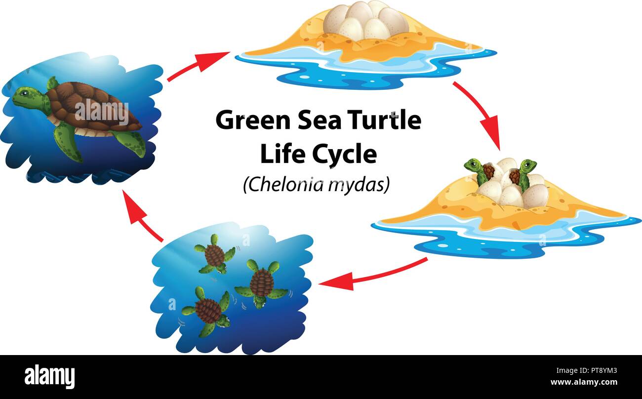 Grüne Meeresschildkröte Lebenszyklus Abbildung Stock Vektor