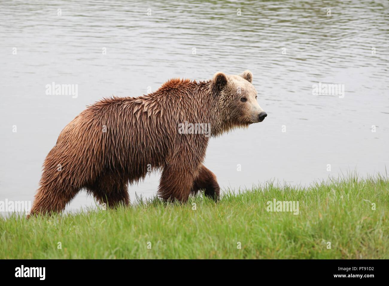 Junge Braunbären in der Natur Stockfoto