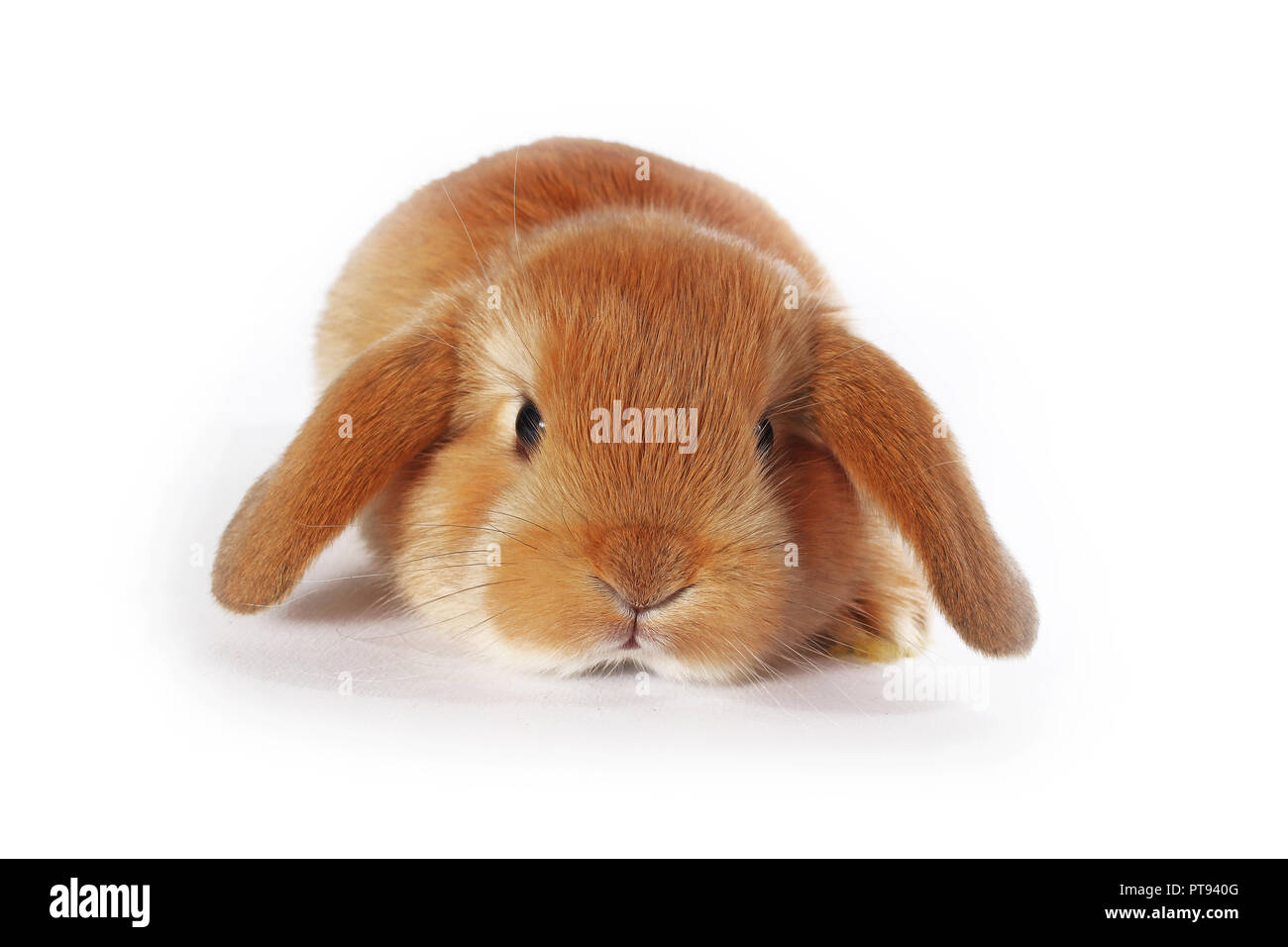 Orange Mini lop Kaninchen kit auf isolierten weißen Hintergrund. Pet-süß. Stockfoto