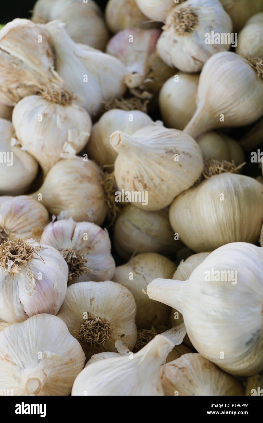 Sammlung von Knoblauch Stockfoto