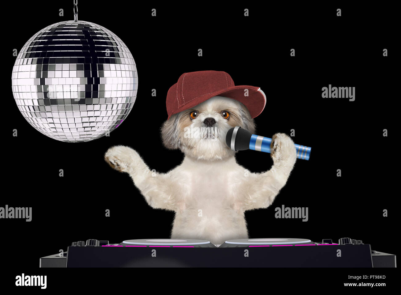 Shitzu hund Singen mit Mikrofon ein Karaoke Song in einem Nachtclub - isoliert auf Schwarz Stockfoto